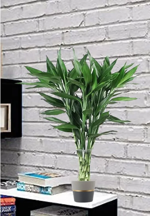 Lucky_Bamboo_Plant