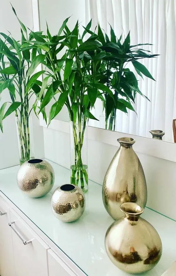 Lucky_Bamboo_Plant
