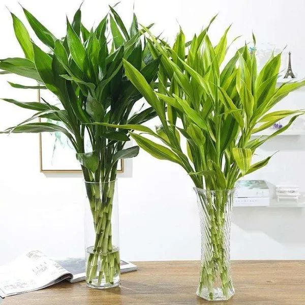 Lucky_Bamboo_Plant
