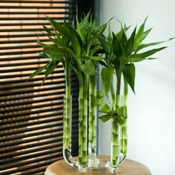 Lucky_Bamboo_Plant