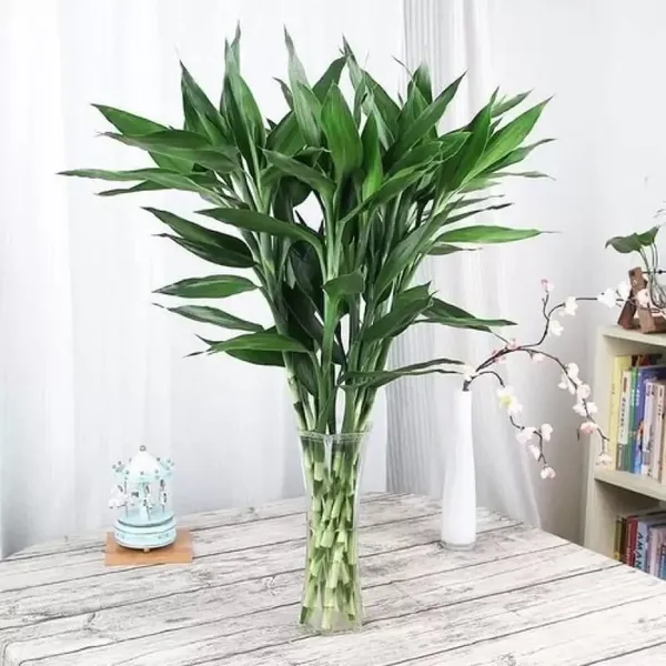 Lucky_Bamboo_Plant