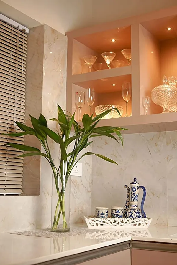 Lucky_Bamboo_Live_Plant