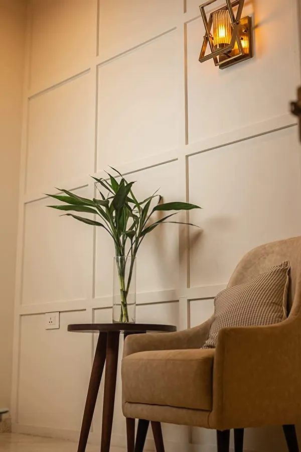 Lucky_Bamboo_Live_Plant