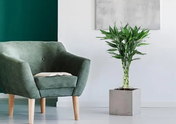 Lucky_Bamboo_Live_Plant