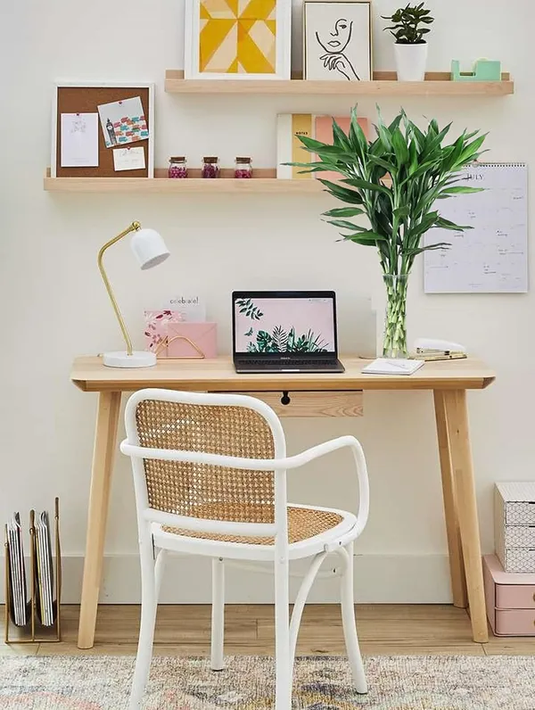Lucky_Bamboo_Live_Plant