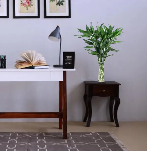 Lucky_Bamboo_Live_Plant