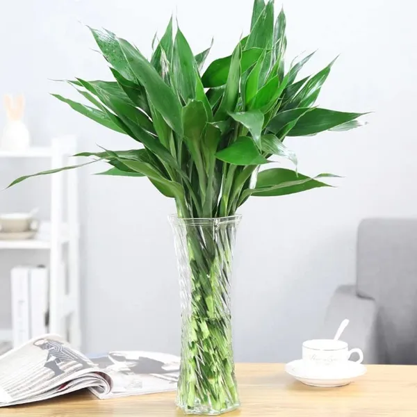 Lucky_Bamboo_Live_Plant