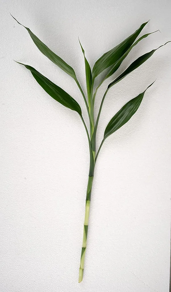 Lucky_Bamboo_Plant