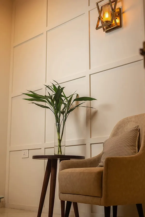 Lucky_Bamboo_Plant