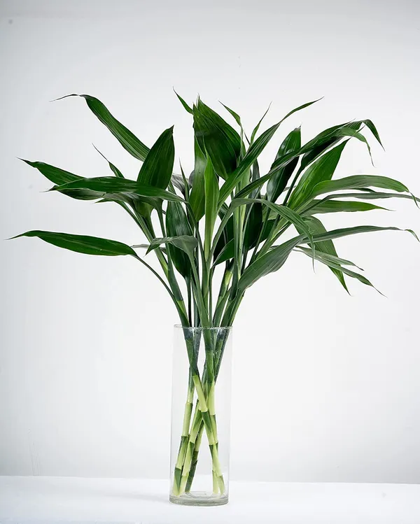 Lucky_Bamboo_Plant