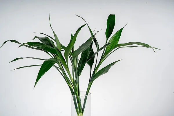 Lucky_Bamboo_Plant