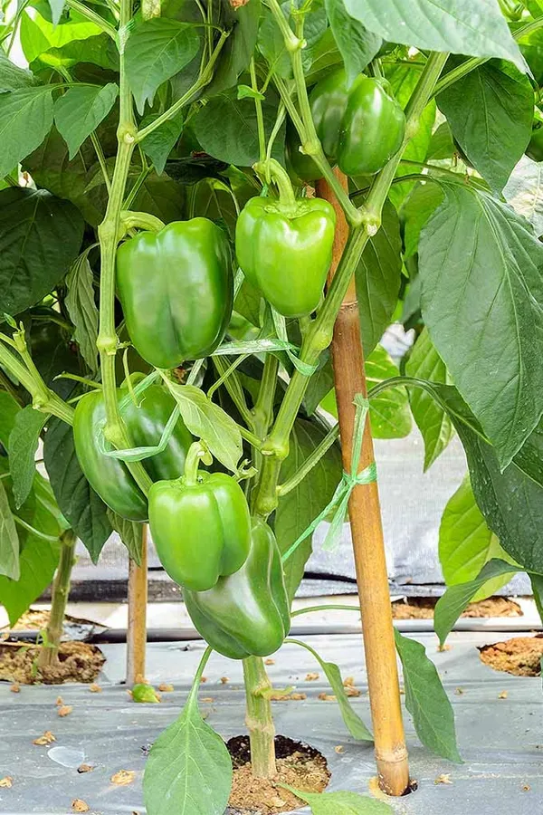 Capsicum_Seeds