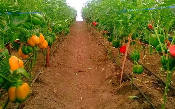 Capsicum_Seeds
