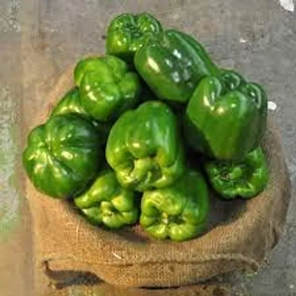 Capsicum_Seeds