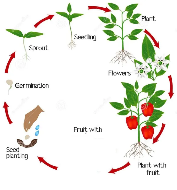 Capsicum_Seeds