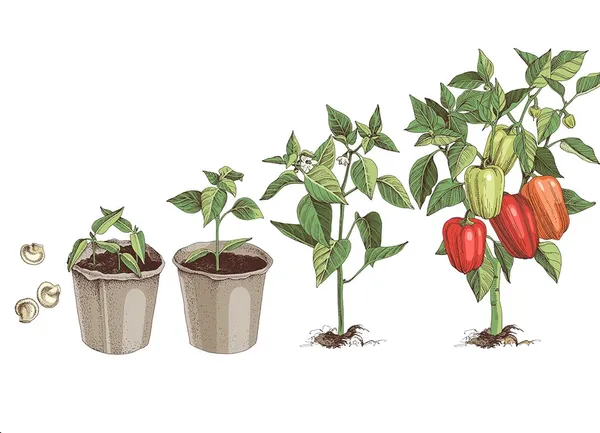 Capsicum_Seeds