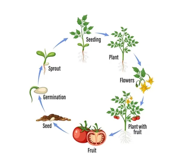 Tomato_Seeds
