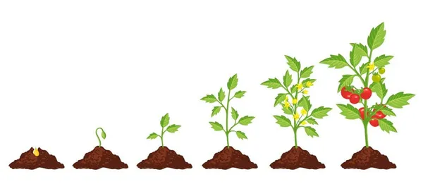 Tomato_Seeds