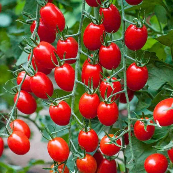 Tomato_Seeds