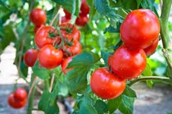 Tomato_Seeds