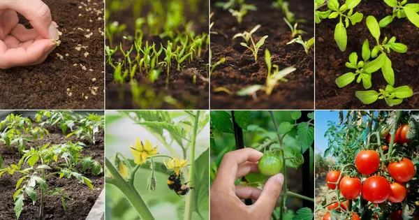 Tomato_Seeds