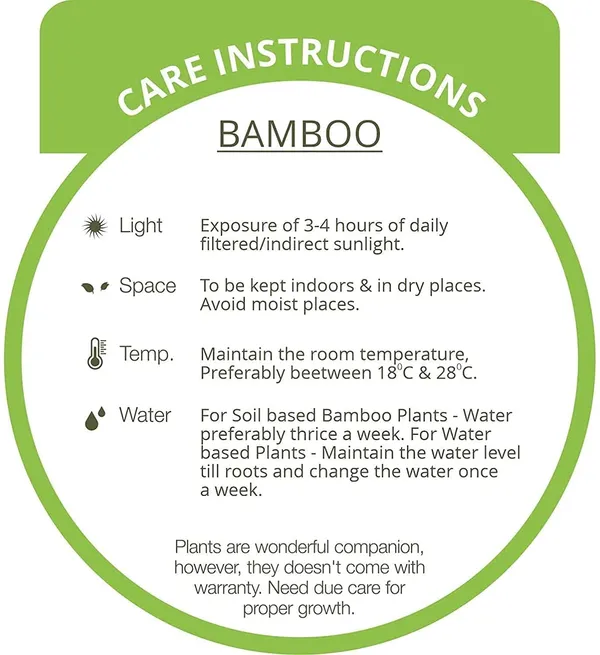 Lucky_Bamboo_Plant_With_Pot