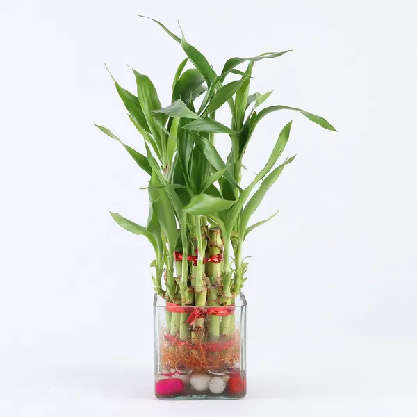 Lucky_Bamboo_Plant_With_Pot