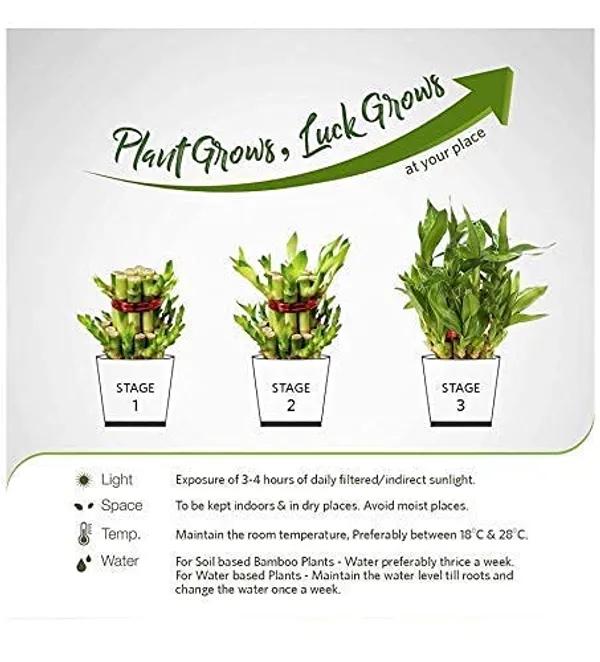 Lucky_Bamboo_Plant_With_Pot
