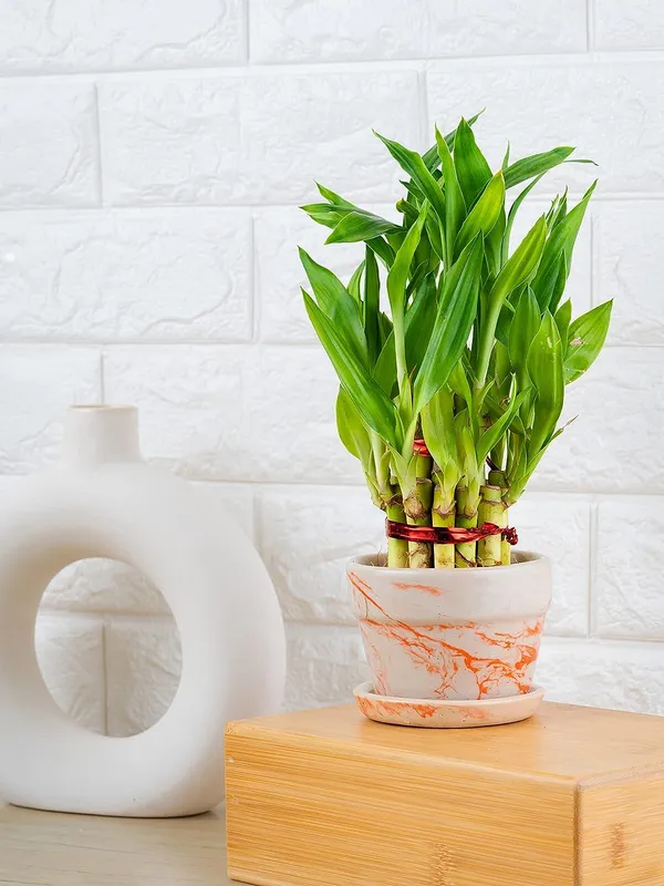 Lucky_Bamboo_Plant_With_Pot