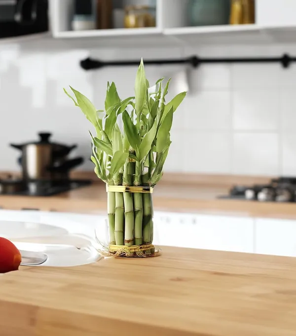 Lucky_Bamboo_Plant_With_Pot