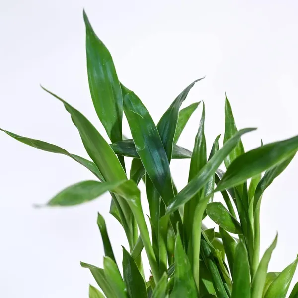 Lucky_Bamboo_Plant_With_Pot