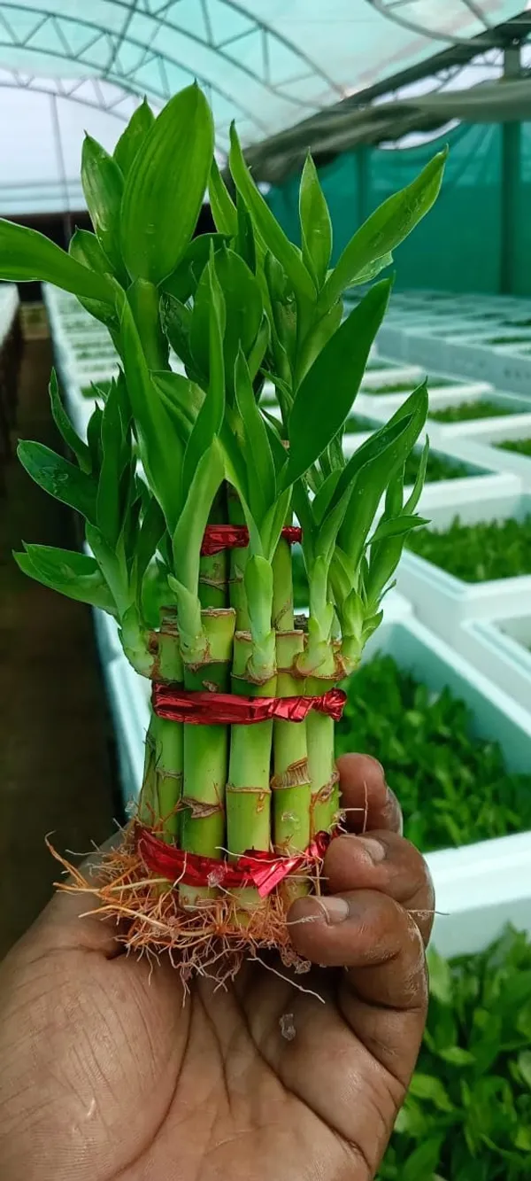 Lucky_Bamboo_Plant_With_Pot
