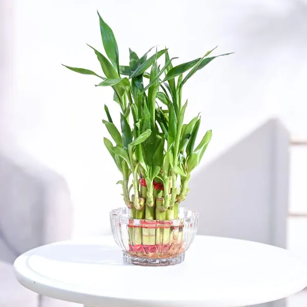 Lucky_Bamboo_Plant_With_Pot