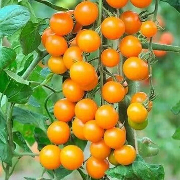 Cherry_Tomato_Seeds
