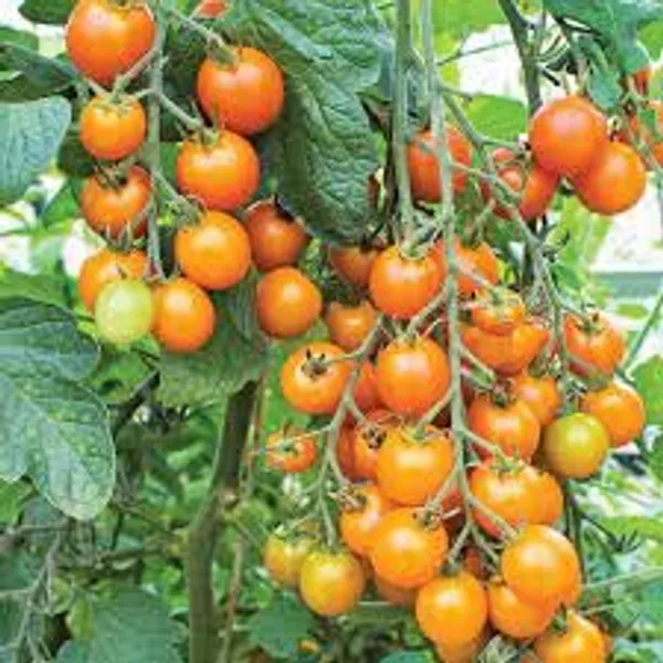 Cherry_Tomato_Seeds
