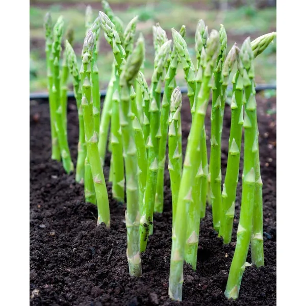Asparagus_Seeds