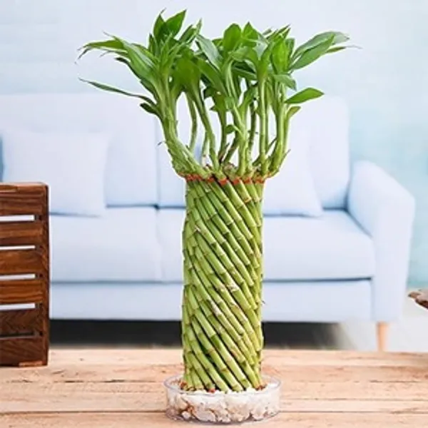 U9g_Store_Green_Lucky_Wheel_Bamboo_Cylindrically_Twisted_Feng_Shui_Good_Luck_Plant_For_Home_Office