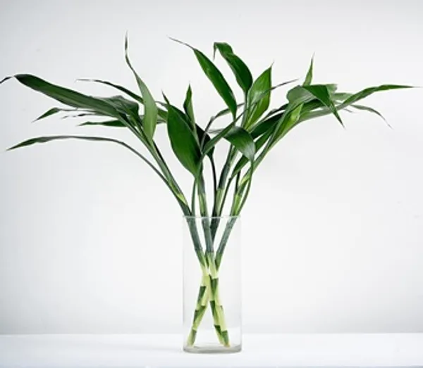 U9g_Store_Lucky_Bamboo_Straight_Sticks_60_Cm_Live_Plant_Pack_Of_4