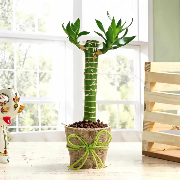 Natural_Plant_Home_And_Office_Decorationfor_Indoor