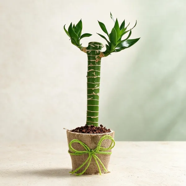 Natural_Plant_Home_And_Office_Decorationfor_Indoor