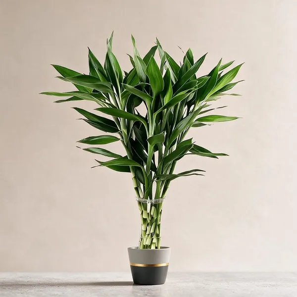 Natural_Plant_Home_And_Office_Decorationfor_Indoor_Pack_Of_6