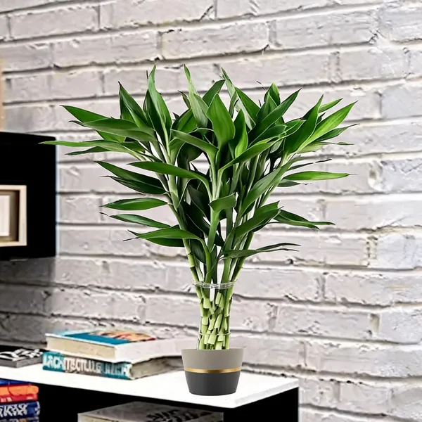 Natural_Plant_Home_And_Office_Decorationfor_Indoor_Pack_Of_6