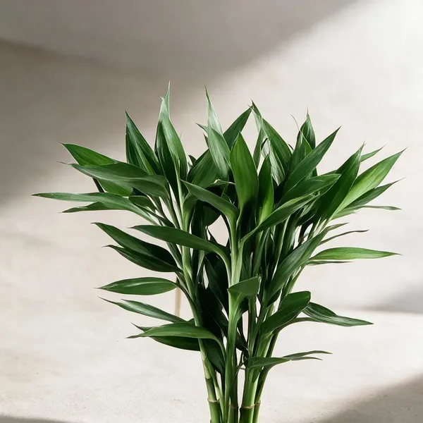 Natural_Plant_Home_And_Office_Decorationfor_Indoor_Pack_Of_5