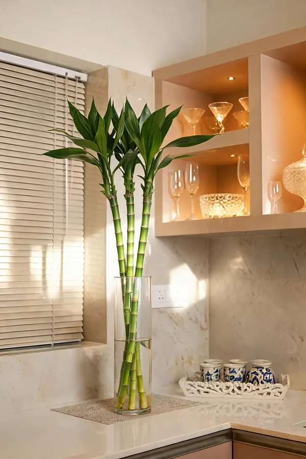 Natural_Plant_Home_And_Office_Decorationfor_Indoor_Pack_Of_4