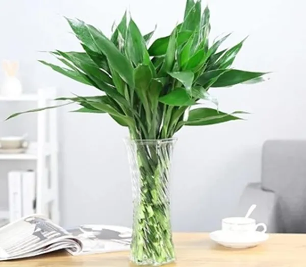 U9g_Store_Lucky_Bamboo_Straight_Sticks_60_Cm_Live_Plant_Pack_Of_6