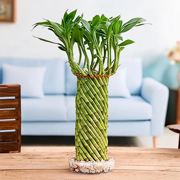 U9G_Store_Lucky_Wheel_Bamboo_Live_Plant_for_Office_Desk_&_Home_Decor