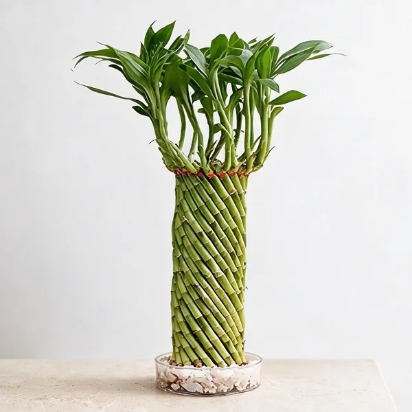 U9G_Store_Lucky_Wheel_Bamboo_Live_Plant_for_Office_Desk_&_Home_Decor