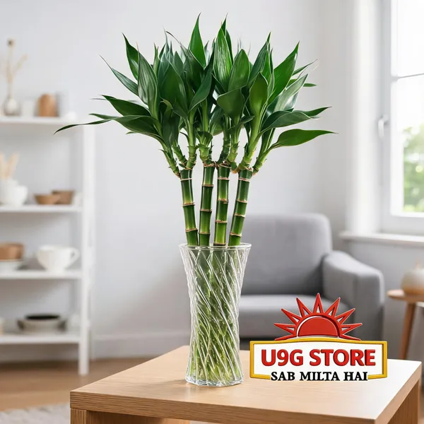 Natural_Plant_Home_And_Office_Decorationfor_Indoor
