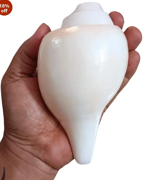Divine_Harmony:_Jellybean_Retails_Vamavarti_Original_Loud_Blowing_Shankh|Conch_For_Pooja_-