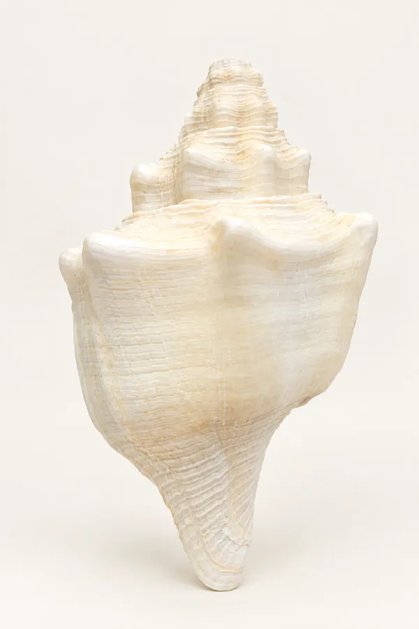 Pure_conch_shell_Padma_shankha_for_puja